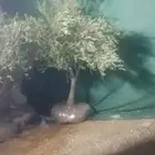 يوجد لديناء شجر الترمناليا وأشجار الزيتون وشجر الظل والأشجار