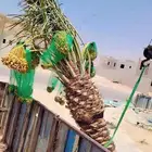 نخل مثمر للبيع مجدول خضري دخيني ونانه صفاوي نخيل اخلاص سكري