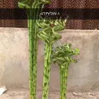 اسألو علي العروض