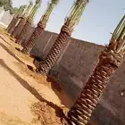 نقوم بتوريد النخيل العربي والوشنطني