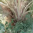 نخل للبيع تبوك