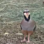 طيور للبيع العدد 2 النوع ذكور