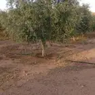 نخل واشنطني واشجار زيتون وسدر ونخيل بلدي للبيع