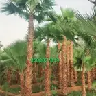 نخل واشنطني نخل ملوكي وعربي واشجار ثيل طبيعي للبيع