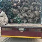 يوجد الدين جميع انواع الفسيال