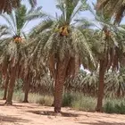 يوجد لدينا خرافين متمرسين وذو خبره سابقه ويرقو النخل الطويل