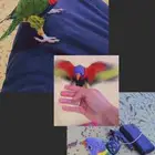 بغبغاء اللوري