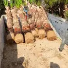 نخيل واشنطن زينه