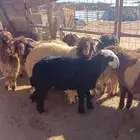 ذبايح مع التوصيل