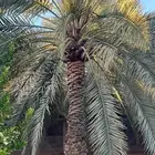 جث وغرس النخيل والاشجار