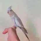 كروان أليف جدآ