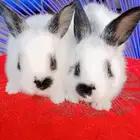 كل ما هو مميز تابعوناhttps www.tiktok.com user 3