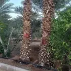 نخل واشنطن وعربي