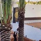 تركيب شبوك سياج ونخيل بجميع انواعها