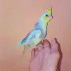 فرخين كروان لهواية الغر و الهدد