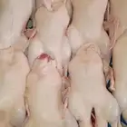 فراخه بط طيبه مقفله شحم مشاء الله شي طيب بالحيل