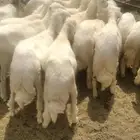 خرفان كفو وشي نظيف وسمان وخاليه من جميع العيوب ومراح واحد