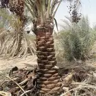 نخل طيب للبيع توريد وغرس
