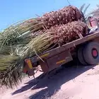 يوجد لدينا نخل عربي فاخر صقعي ومجدول وعجوه وصفاوي وعدة انواع