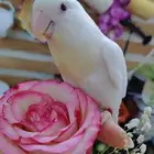 للبيع ببغاء الروز لون أبيض صافي لعشاق النوادرر أليف جدا