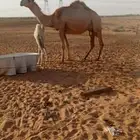 خلفة ثنوا