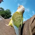 مفقود طير كنيور