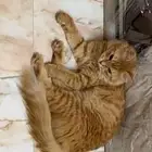 قطة للتبني