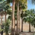 نخل عربي وواشنطن
