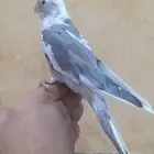 تم البيع كروان هوليدي
