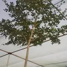 يوجد لديناء شجر الترمناليا وأشجار الزيتون وشجر الظل والأشجار