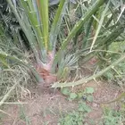 مجدول صقعي عجوه وروثانه برني