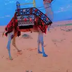 اجار جمال خيول رحول زلول راكبي خيول صقير ابوني