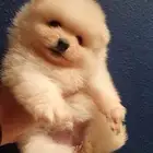 كلب بومرينيان صغير للبيع