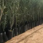 يوجد لديناء نخيل عربي وواشنطني أشجار زيتون