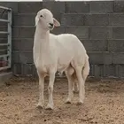 ( مشروع فحل )
