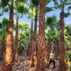 للبيع نخل عربي ونخل وشنطني