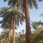 يوجد لدينا صرام نخل طويل