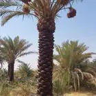 نخيل للبيع جميع الأنواع والمقاسات عربي واشنطني