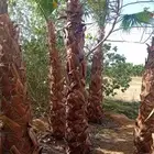 يوجد لا دينا جميع انواع النخيل واشنطني عربي الي له رغبه