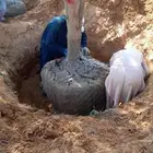 نخيل وشبوك