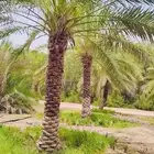 بيع وشراء و رش النخل
