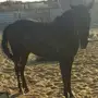 فرس شعبيه للبيع جازان