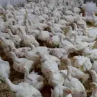 دجاج لاحم