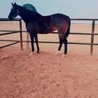 لي السوق