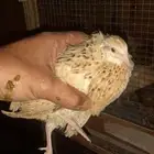 صوص سمان بريال