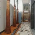 يوجد الدينا نخل واشنطني درجه اول