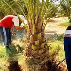 نخل للبيع صقعي اخلاص مجدول سكري روثان خضري مكتومي