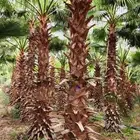 نخل واشنطن للبيع