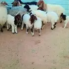 تم البيع متابيع نعيم 7 تحتها 8 عيالها ذبايح