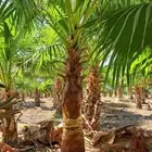 نخل واشنطن للبيع